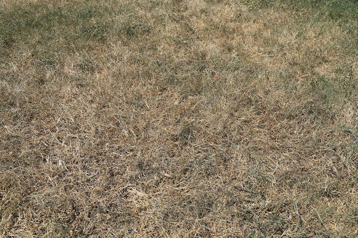 Red en gul græsplæne Gul græsplæne